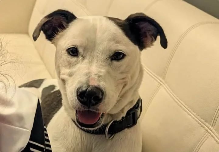 Charlie the dog, Chief Marketing Officer of Top Search SEO